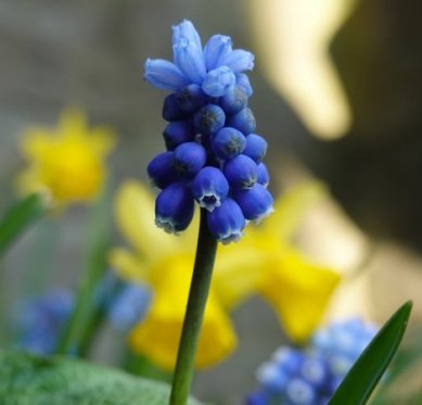 Ruil je tuintegels voor bloemen en help de natuur een handje!